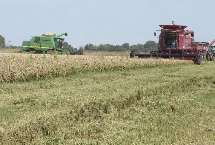 Rice yields good, but rainy weather hampering harvest